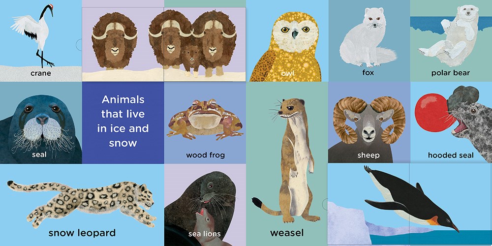 100 Animals Rabbit 100 ANIMALS – jaZams
