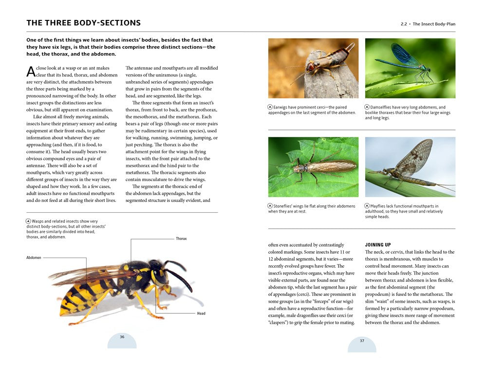 Insect Field Work HOW INSECTS WORK – jaZams